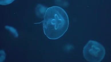 实拍水母海底世界蓝色水母视频的预览图